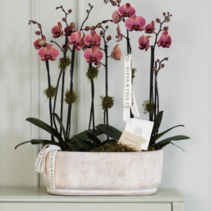 Triple Orchid