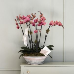 Andalucia Orchid