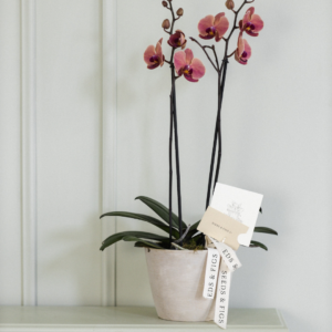 Single Orchid