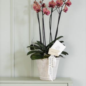Double Orchid