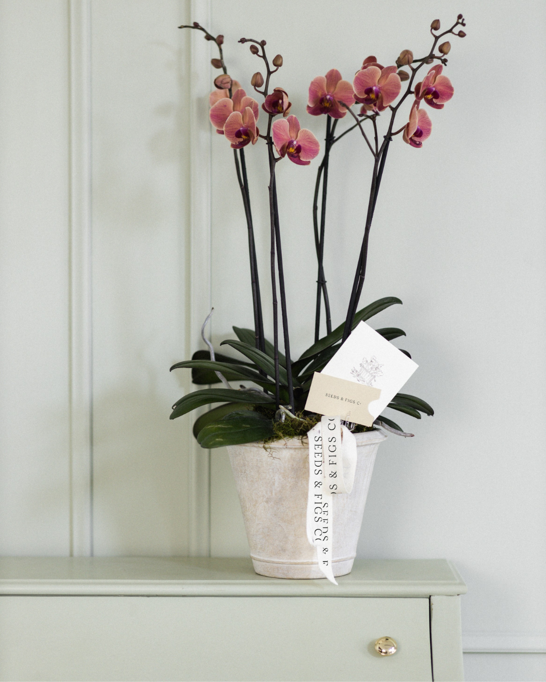 Double Orchid