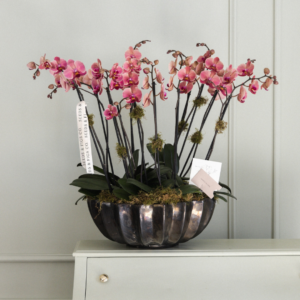 Terra Orchid