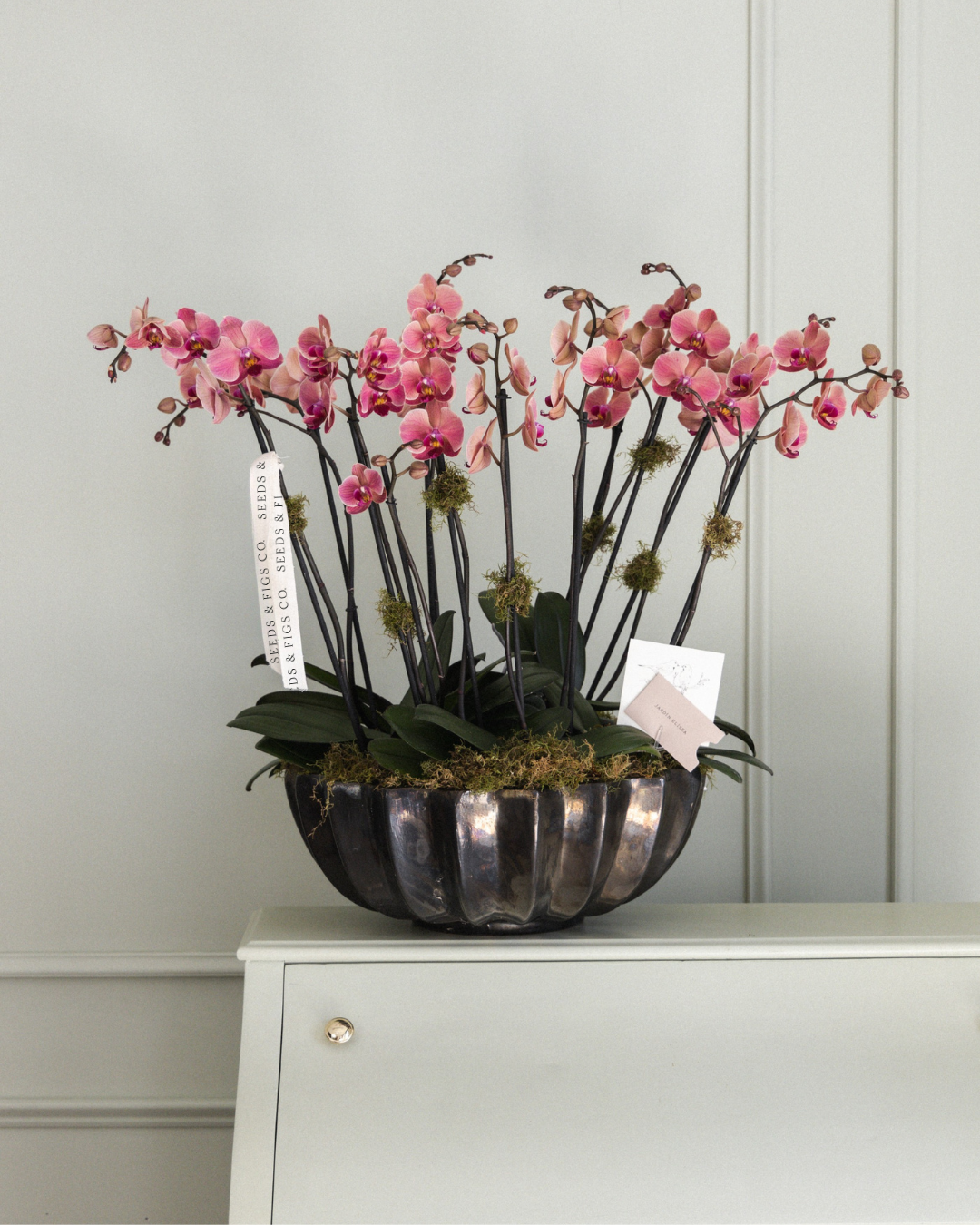 Terra Orchid