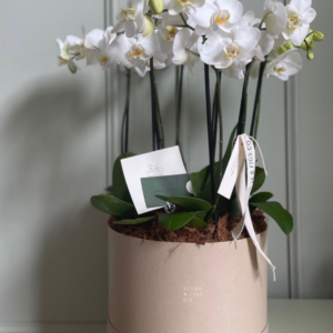 Quattre Orchid