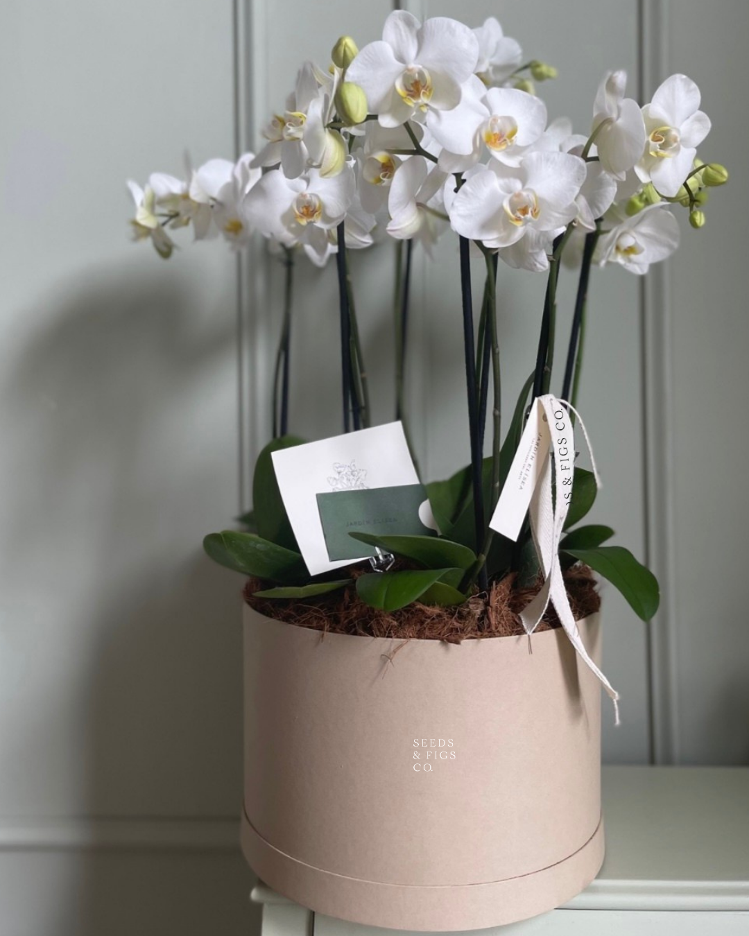 Quattre Orchid